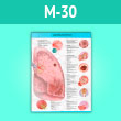 Плакат «Заболевания легких» (М-30, ламинированная бумага, A2, 1 лист)